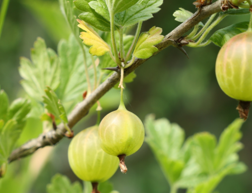 Biova LLC – Sustainability