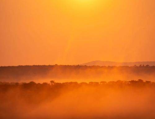 Where the African Wild Dogs Run