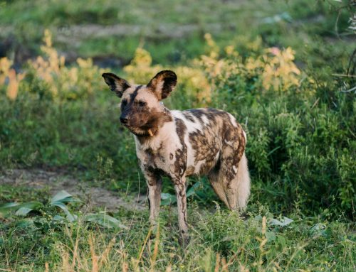 Africa’s Ancient Endurance Hunters