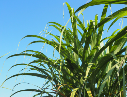 Maizinol® Receives Natural Product Number (NPN) in Canada
